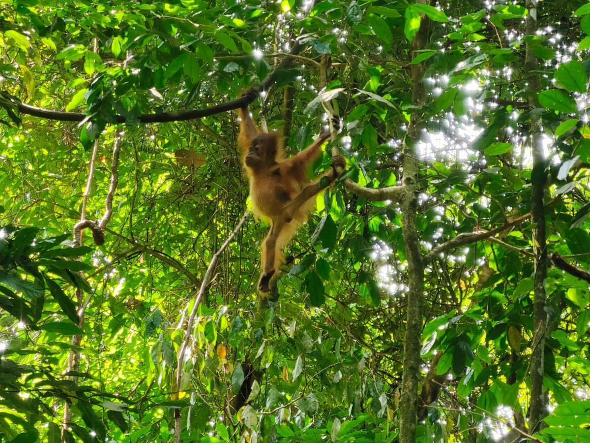 Asim Paris Guesthouse & Jungle Trekking Bukit Lawang Exterior photo