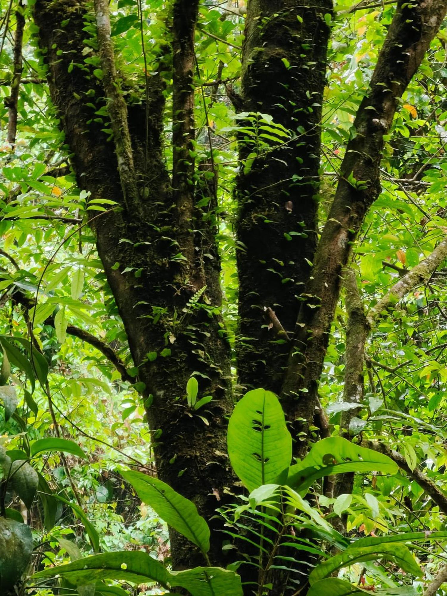 Asim Paris Guesthouse & Jungle Trekking Bukit Lawang Exterior photo