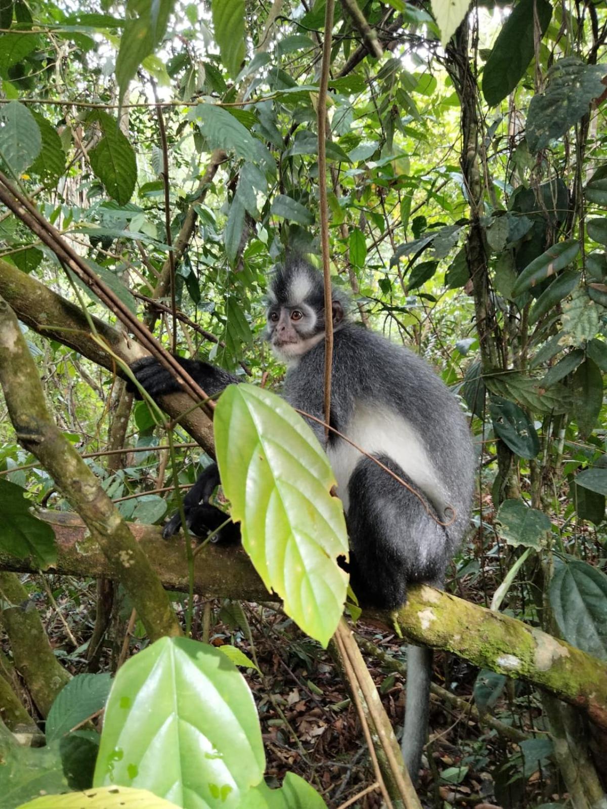Asim Paris Guesthouse & Jungle Trekking Bukit Lawang Exterior photo
